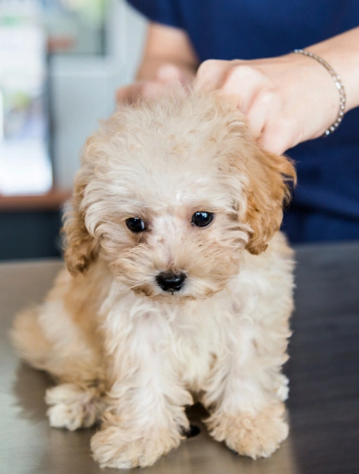 Vaccinate in Charlotte, NC for Vitality: Trusted Pet Protection