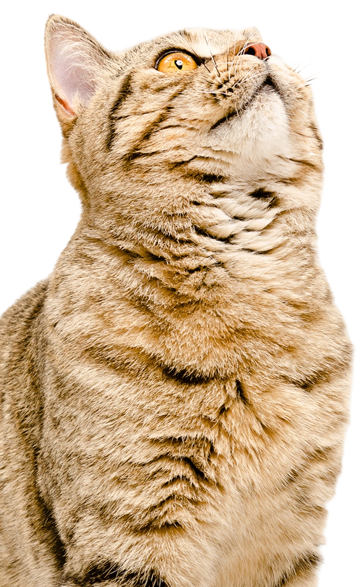 Charlotte Vet Care: Your Pet's Health, Our Priority