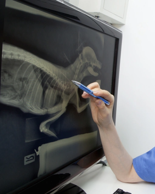 Diagnostic Clarity: Charlotte's Expert Pet X-rays