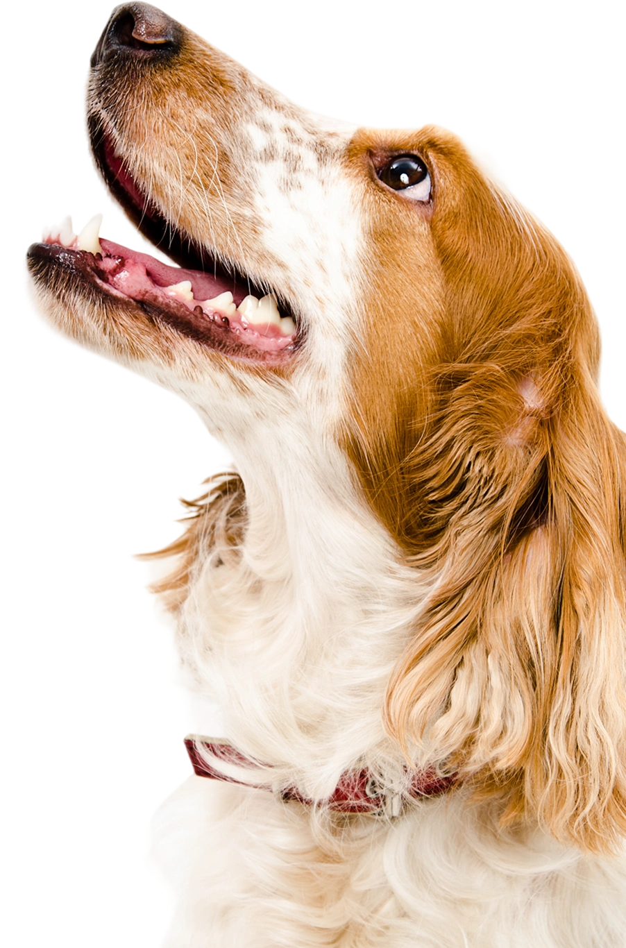 Veterinarian Charlotte: Dedicated to Pet Wellness.