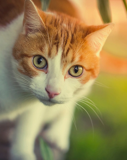 Priority Cat Care Charlotte