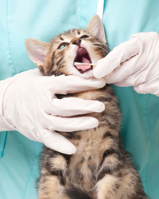 Professional Cat Dental Care Charlotte