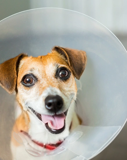 Dog Surgery Charlotte NC
