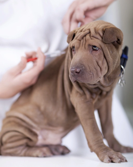 Future-Proofing Pet Health: Preventive Care, Charlotte