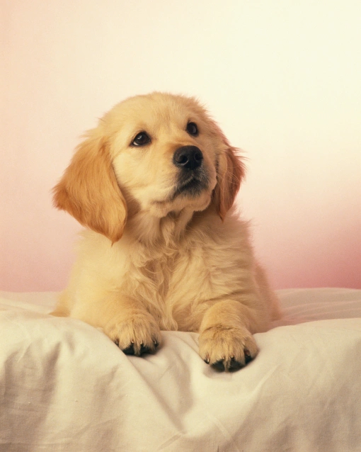 Charlotte Puppy & Kitten Care: Building Healthy Beginnings