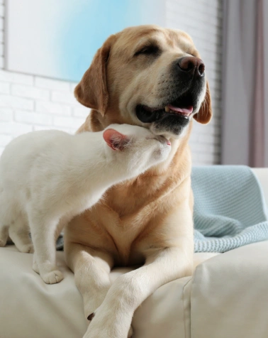 Cat and Dog Dental Services at Epic Tails Veterinary Clinic Charlotte NC