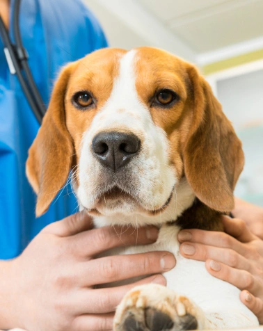 Priority Pet Care Services at Epic Tails Veterinary Clinic Charlotte NC