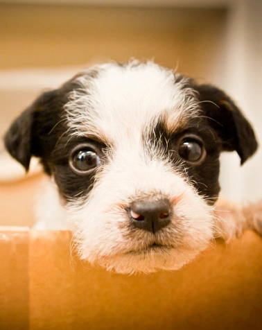 Laser Therapy for Pets at Epic Tails Veterinary Clinic Charlotte NC