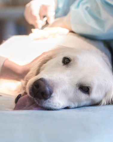 Pet Surgery Services at Epic Tails Veterinary Clinic Charlotte NC