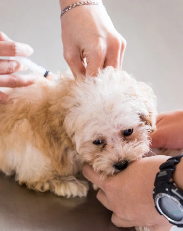 Preventative Care Services at Epic Tails Veterinary Clinic Charlotte NC