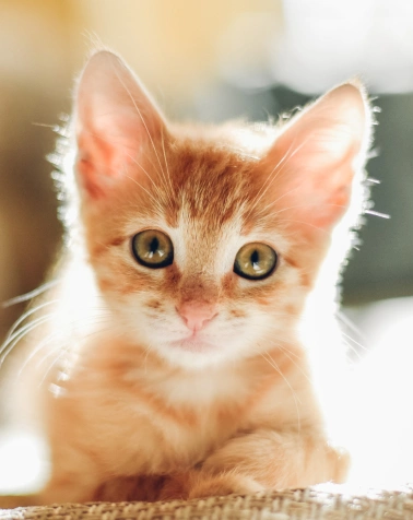 Puppy and Kitten Care Services at Epic Tails Veterinary Clinic Charlotte NC