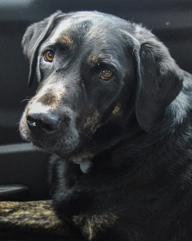 Senior Pet Care Services at Epic Tails Veterinary Clinic Charlotte NC