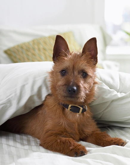 preventative dog care Charlotte NC