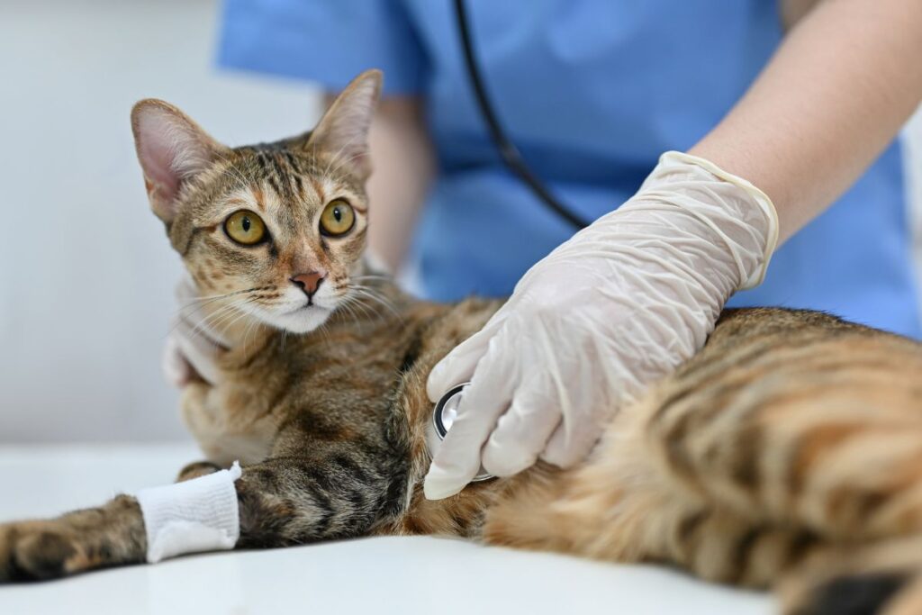 Pet Diagnostic