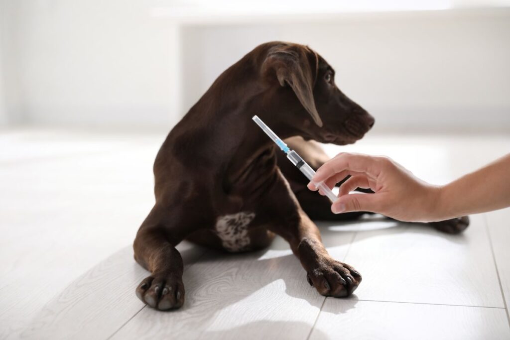 Pet Vaccination