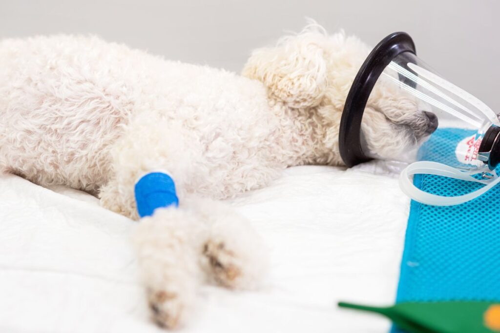 Pets with Difficulty breathing or choking