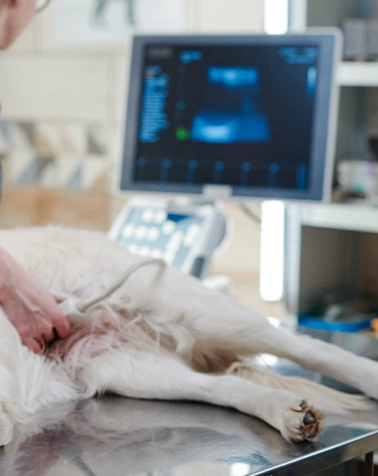 Pet Imaging Services at Epic Tails Veterinary Clinic Charlotte NC