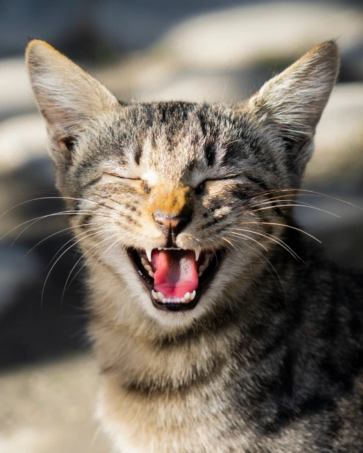 What to Expect During Cat Dental Care