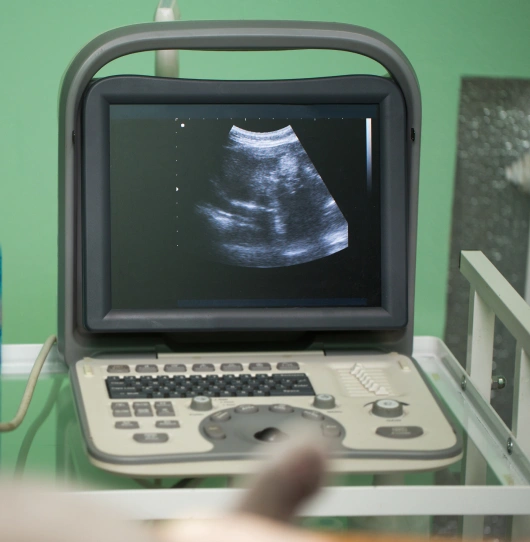 Ultrasound for Cats