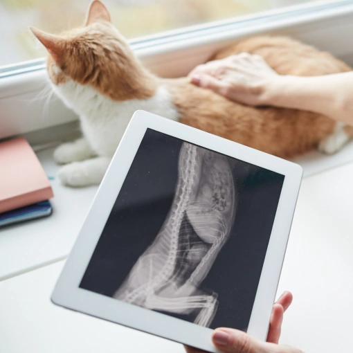 Digital X-ray Services for Cats Charlotte