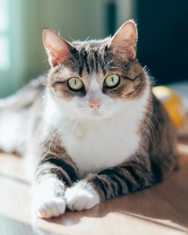 Cat Diagnostic Care