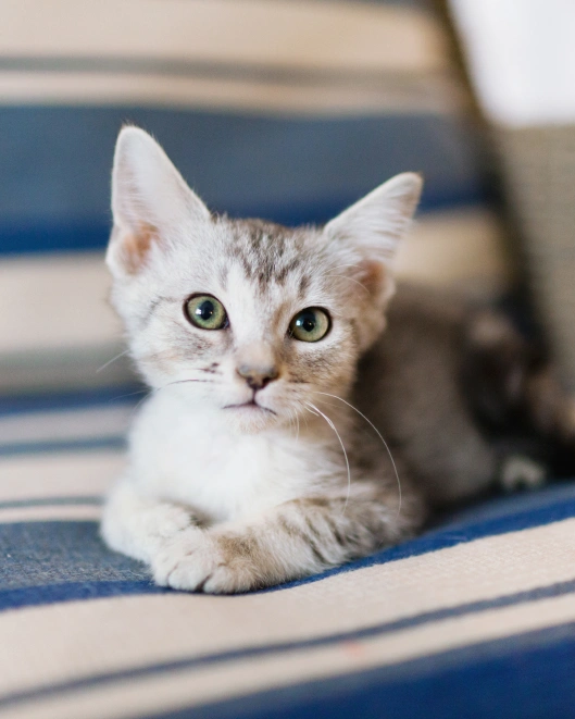 Cat Laser Therapy Treatments