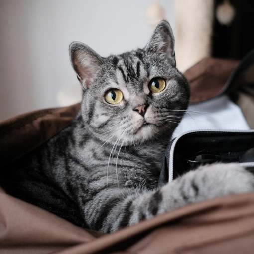 Laser Therapy for Cats