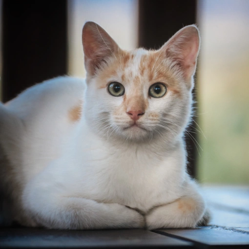 Future-Proofing Pet Health: Preventive Care, CharlotteCat Preventative CareCat Preventative Care