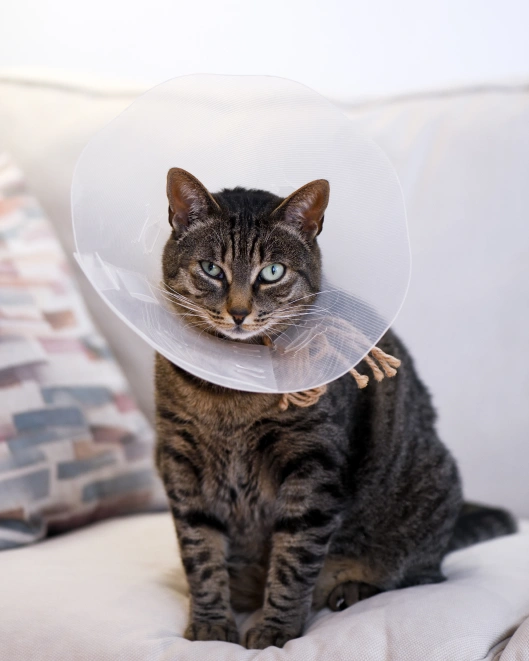 Recovery From Surgery