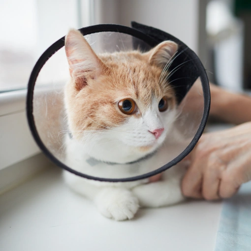 Surgical Care for Cats Charlotte