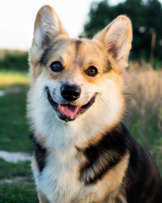 Common Signs and Symptoms of Dental Diseases in Dogs