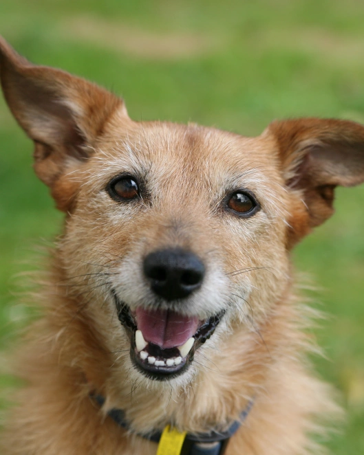How Long Will A Laser Therapy Session Last For My Dog?