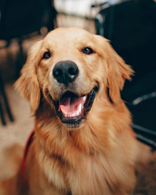How Do I Keep My Dog Safe In The Car?