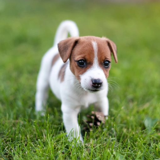 Dog Preventative Care
