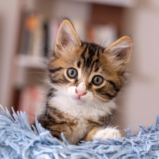 Kitten Care Charlotte
