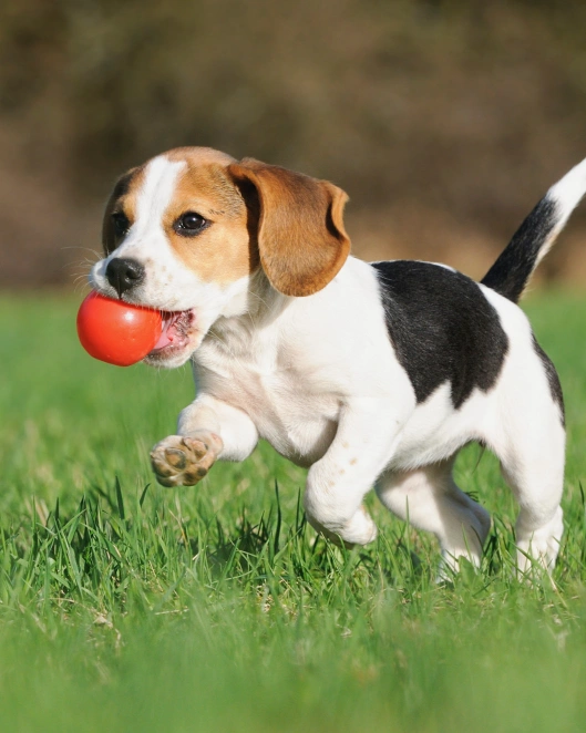 What Are Some Signs and Symptoms of Illness in Puppies?