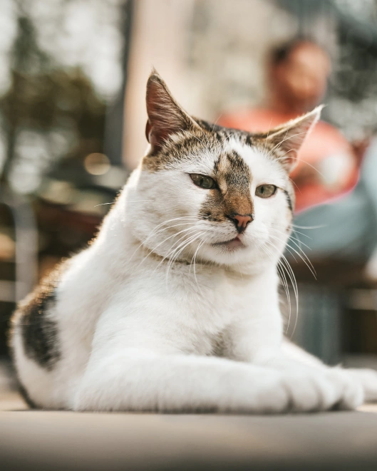 Regular Checkups for Aging Cats