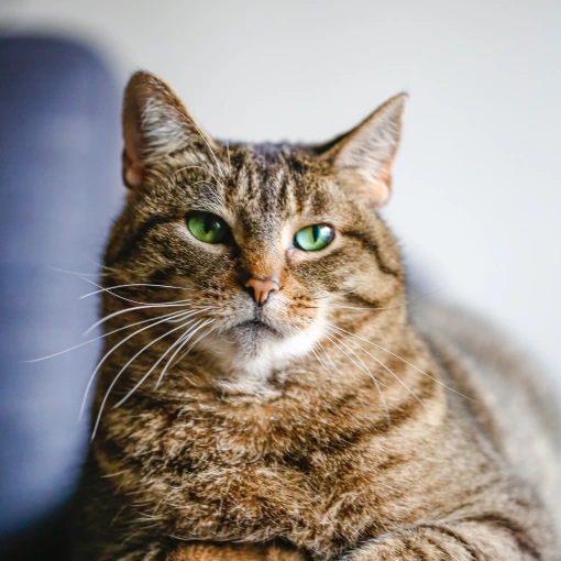 Senior Cat Care Charlotte