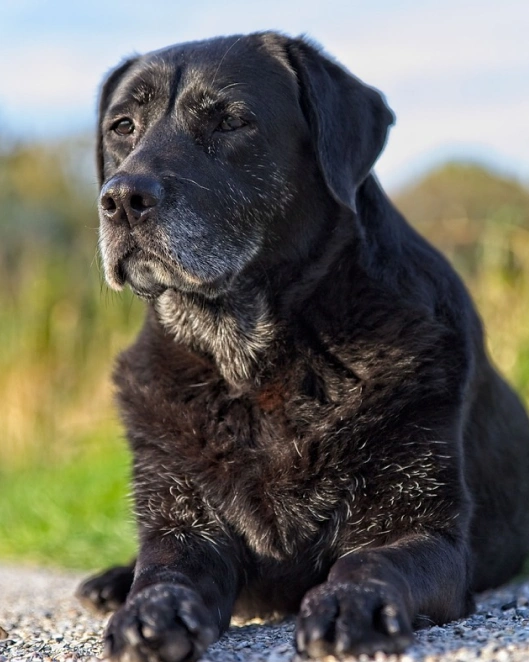 What Are The Most Common Health Problems In Senior Dogs?