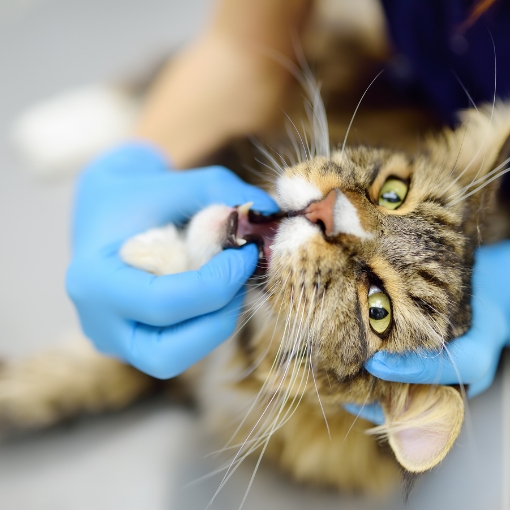 Dental Care for Your Cat