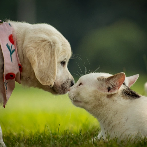 Special Offers at Epic Tails Veterinary Clinic