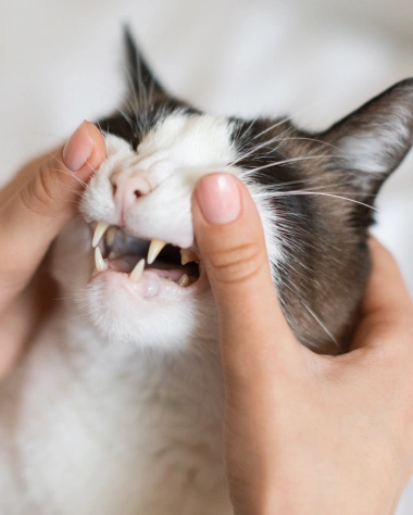 Cat Dental Services