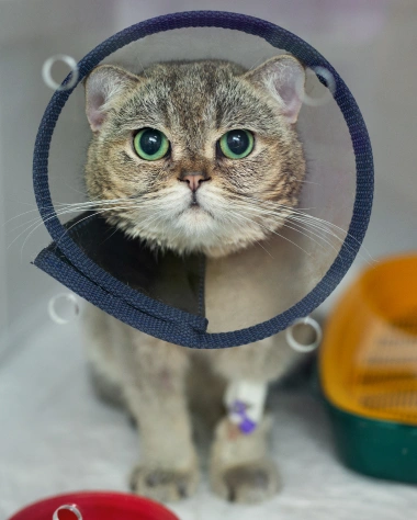 Cat Surgical Care