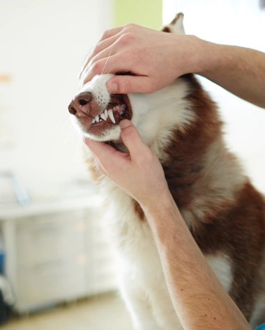 Dog Dental Services