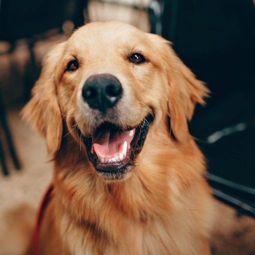 Dog Dental Services