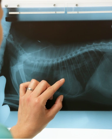 Dog Diagnostic Care
