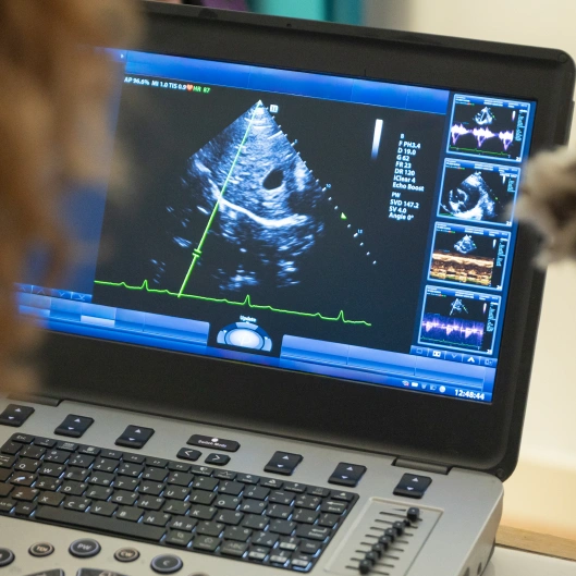 Endoscopy for Dogs