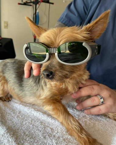 Dog Laser Therapy