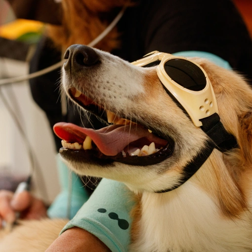 Dog Laser Therapy