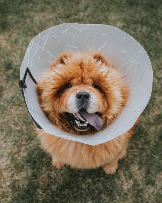 What Will My Veterinarian Be Looking for in the Pre‑surgery Lab Work?